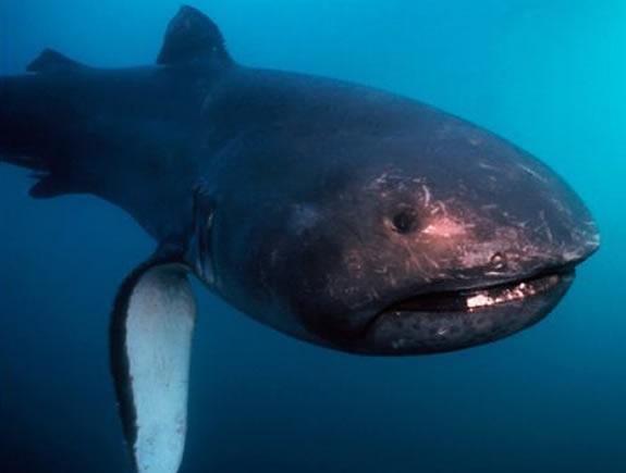 o Gigante Gentil dos Oceanos; Tubarão-Boca-Grande em Sergipe: A Descoberta Rara que Agita o Projeto Tamar; Dieta e Hábitos: Como o Tubarão-Mega-Boca se Alimenta nas Profundezas; Megachasma Pelagios: Conheça as Características Únicas do Tubarão Mais Raro do Mundo; Além dos Dentes: A Evolução Fascinante do Tubarão-Mega-Boca