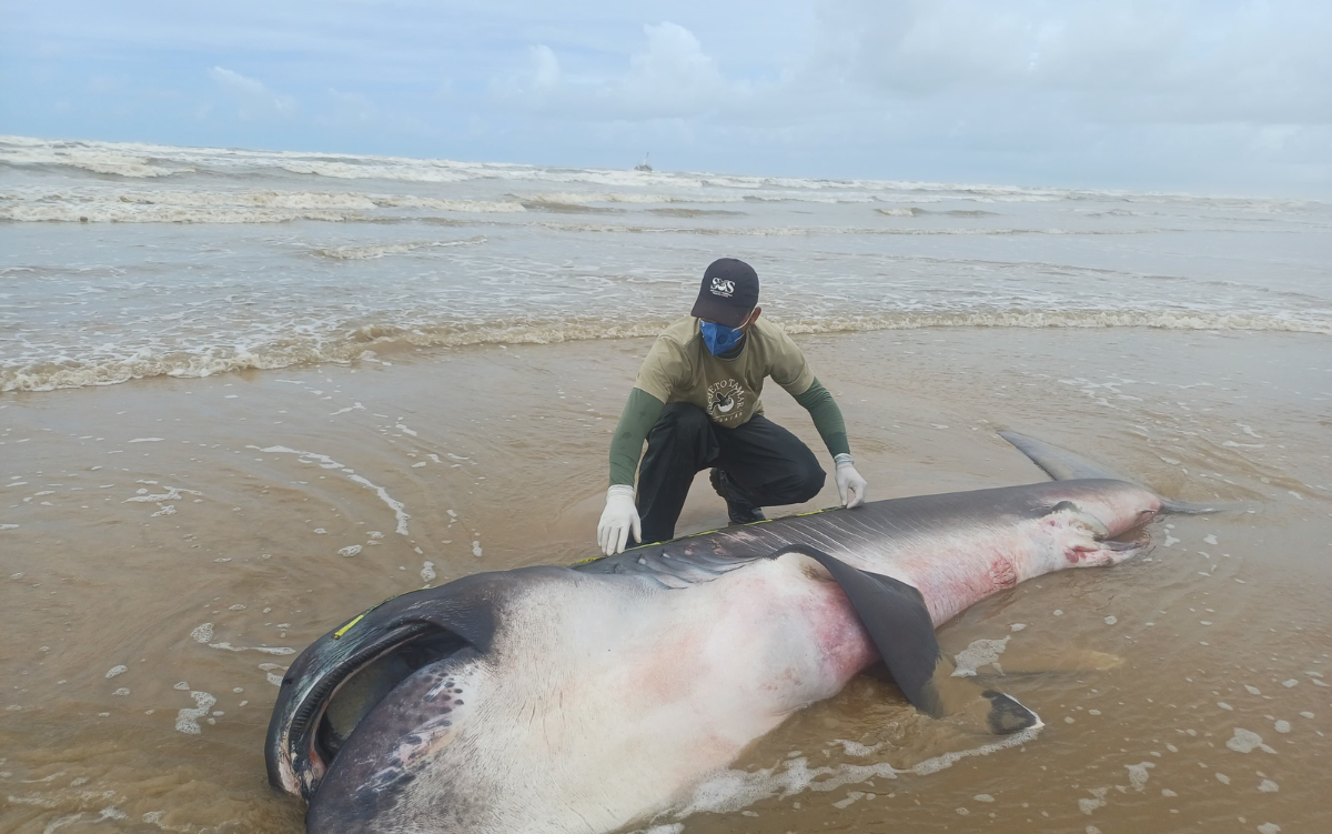 Desvendando o Mistério: Tudo sobre o Tubarão-Mega-Boca