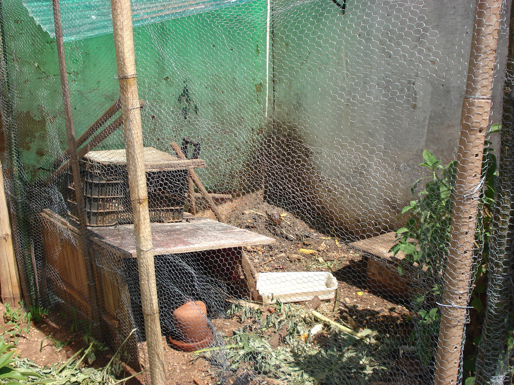 um viveiro de codorna