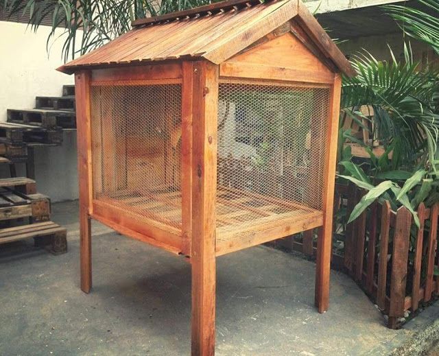 modelos de viveiro de codorna para iniciantes