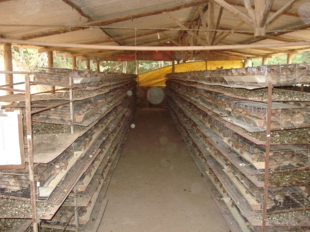 erros comuns ao montar um viveiro de codorna