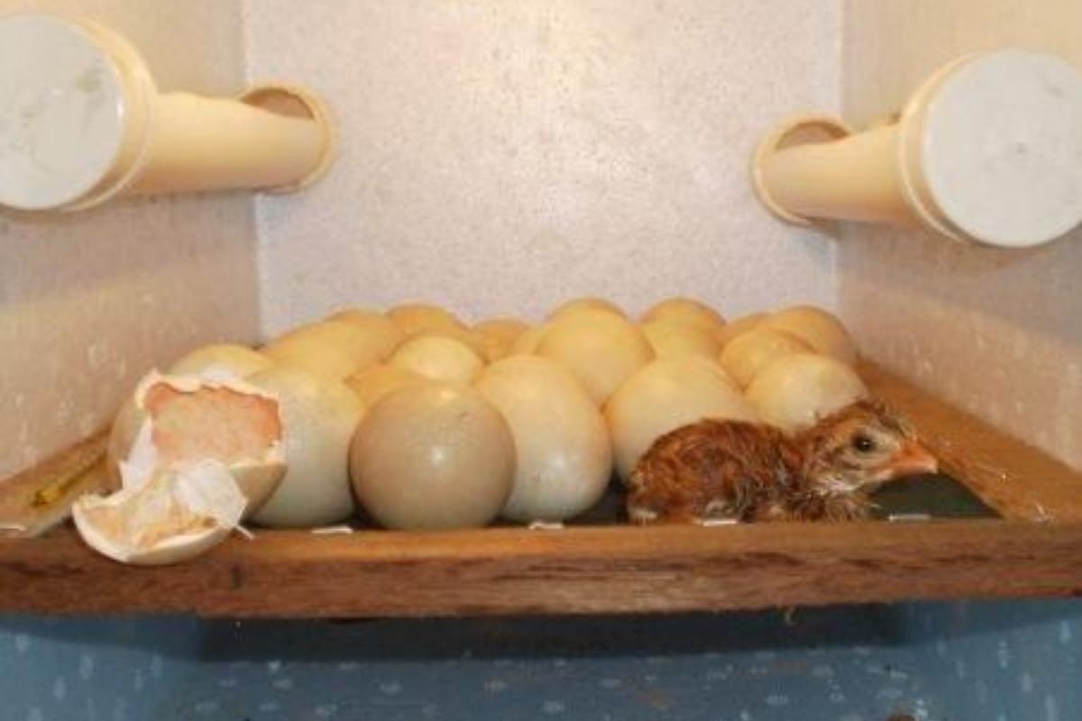 uma chocadeira em casa