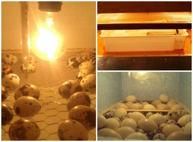 melhores projetos chocadeira caseira