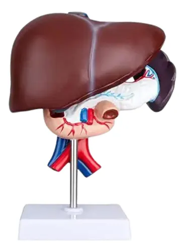 valor do fígado humano