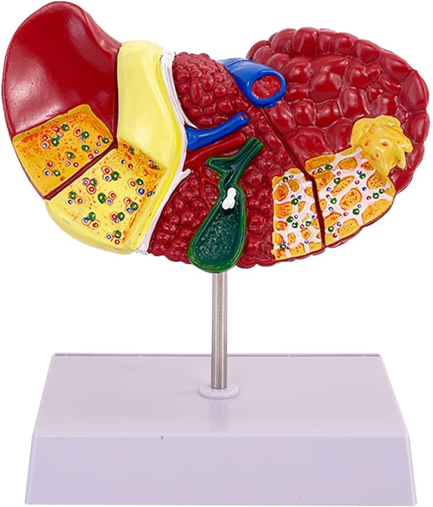 valor do fígado humano