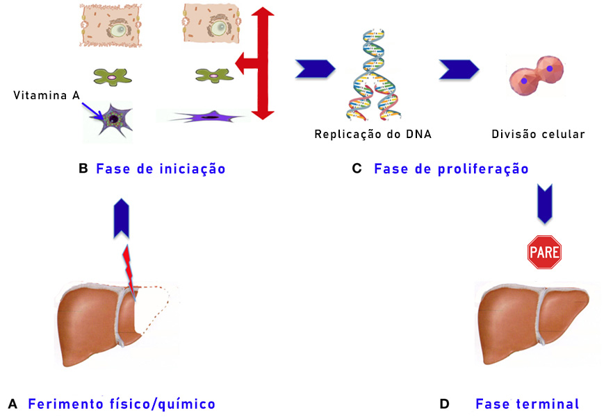 valor do fígado humano