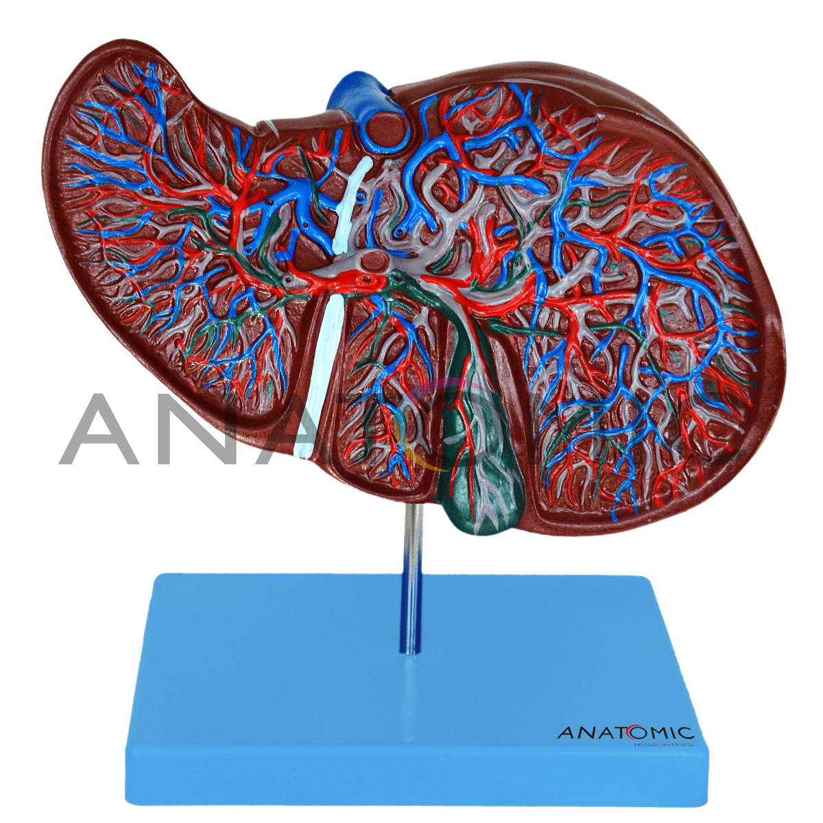 5 ideias de títulos:
1. O Custo Real do Transplante de Fígado no Brasil: SUS vs. Particular
2. Mercado Negro de Órgãos: Os Perigos e Estimativas Ilegais
3. A Incrível Capacidade de Regeneração do Fígado Humano
4. Doação de Fígado: Como Funciona a Fila e o Processo
5. Mais de 500 Funções Essenciais: Entenda o Valor Biológico do Fígado