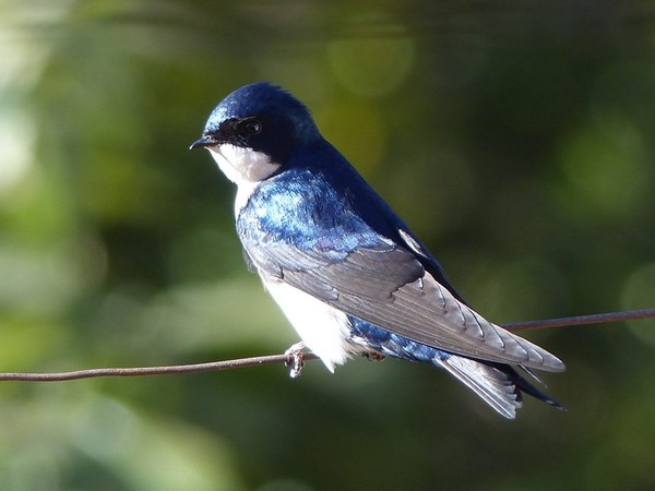 andorinhas no Brasil