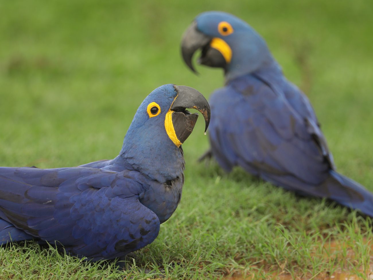 animais da Mata Atlântica em extinção