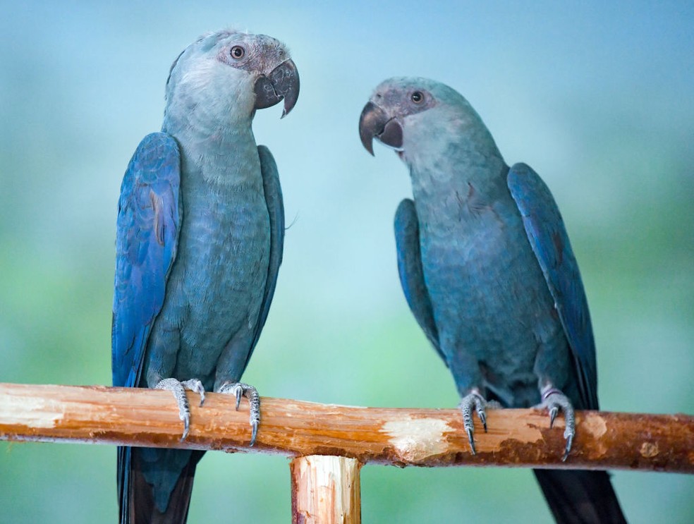animais ameaçados de extinção no Brasil