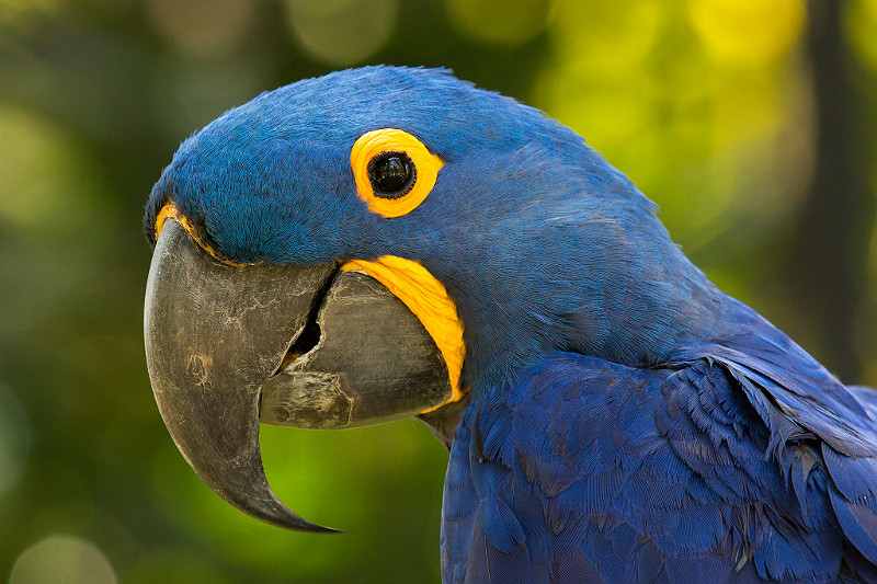 causas da extinção de animais no Brasil
