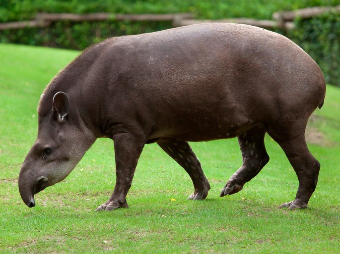 fauna brasileira ameaçada
