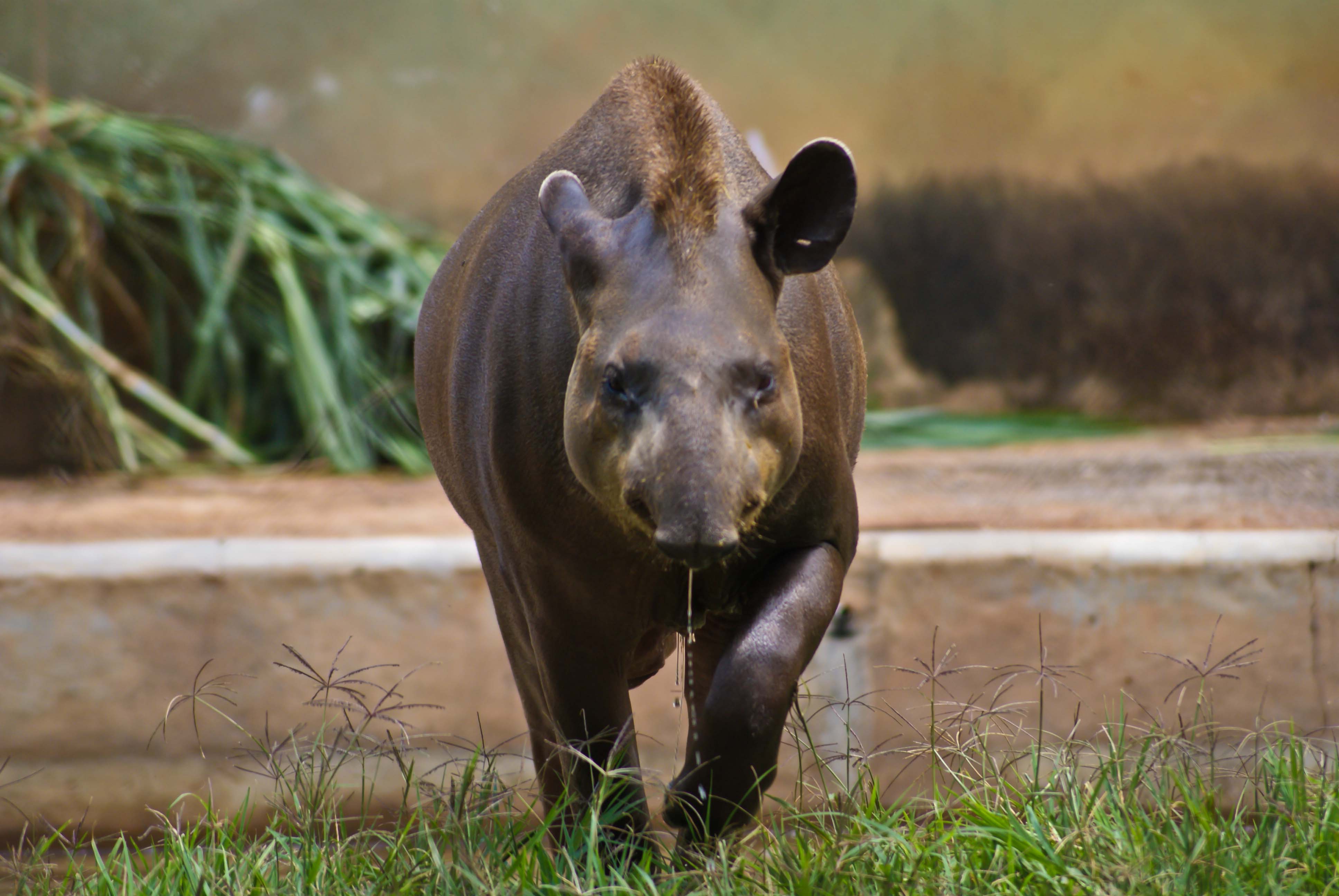 ICMBio animais em extinção
