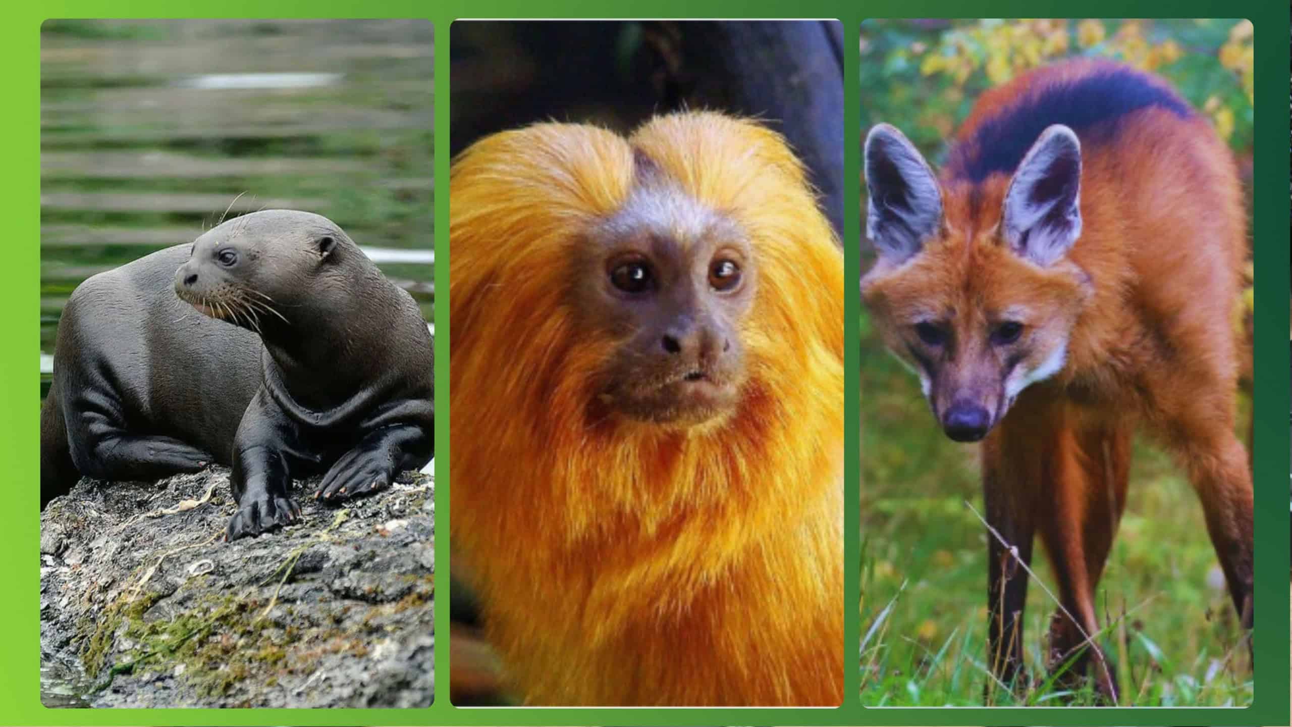 causas da extinção de animais no Brasil