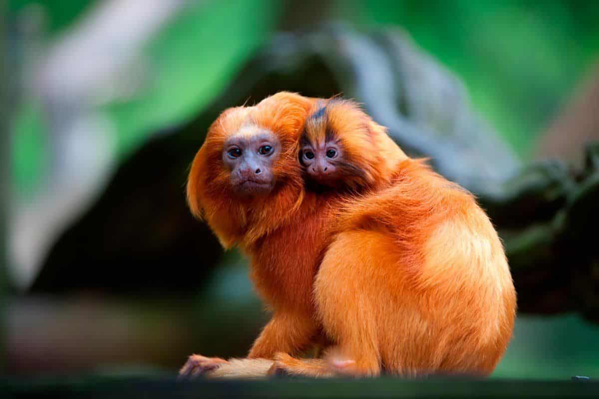 projetos de proteção animal Brasil