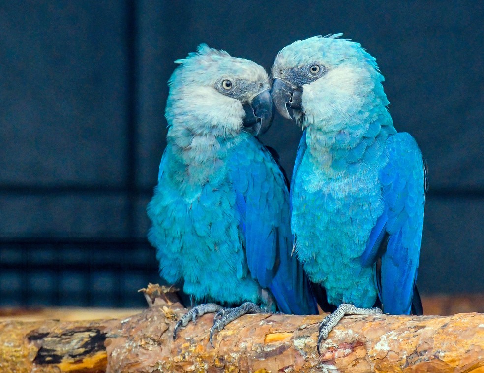 animais do Cerrado em extinção