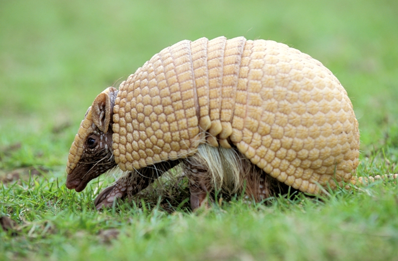 impacto ambiental fauna Brasil