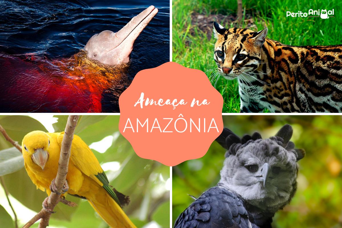 animais do Cerrado em extinção