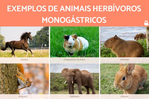 lista de animais que comem plantas