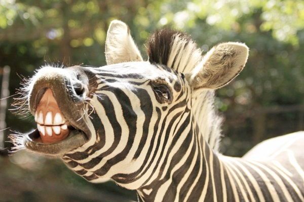 animais que se alimentam de vegetais