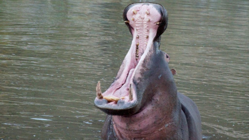 classificação de animais por dieta