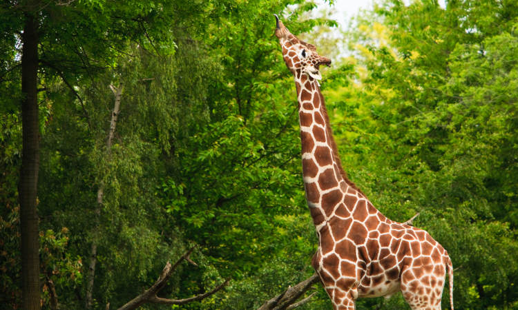 classificação de animais por dieta