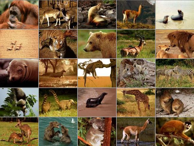 exemplos de animais de sangue quente
