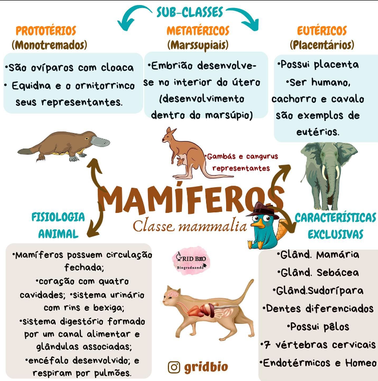 exemplos de animais de sangue quente