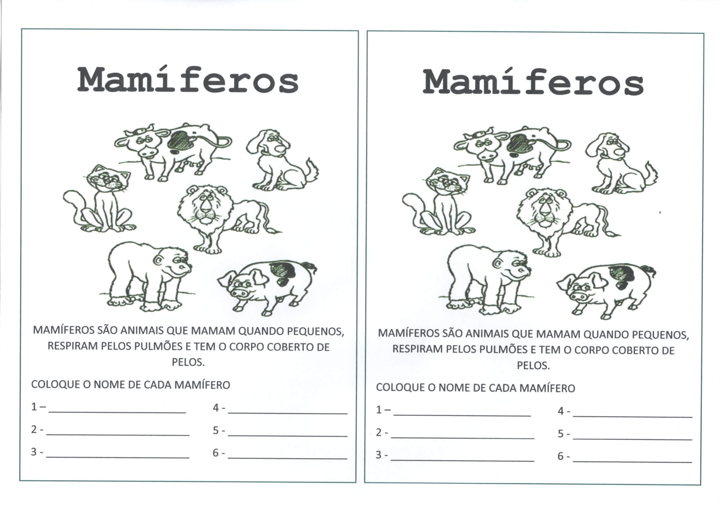 tipos de mamíferos