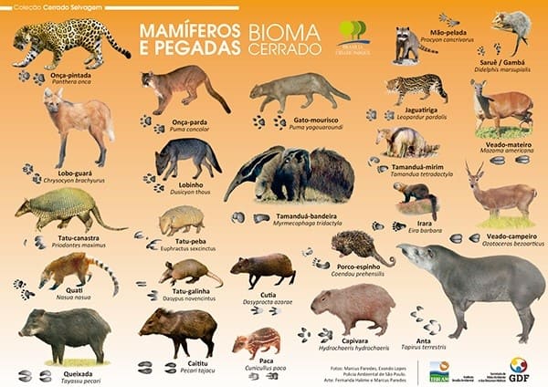 mamíferos marsupiais