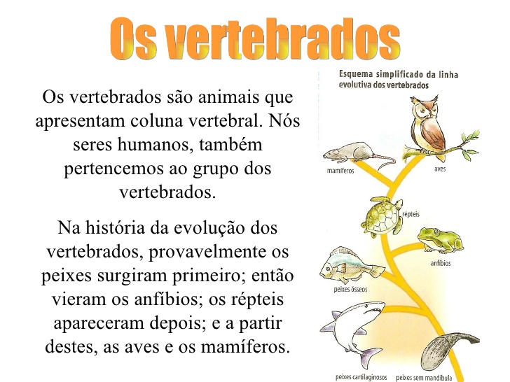 características dos répteis