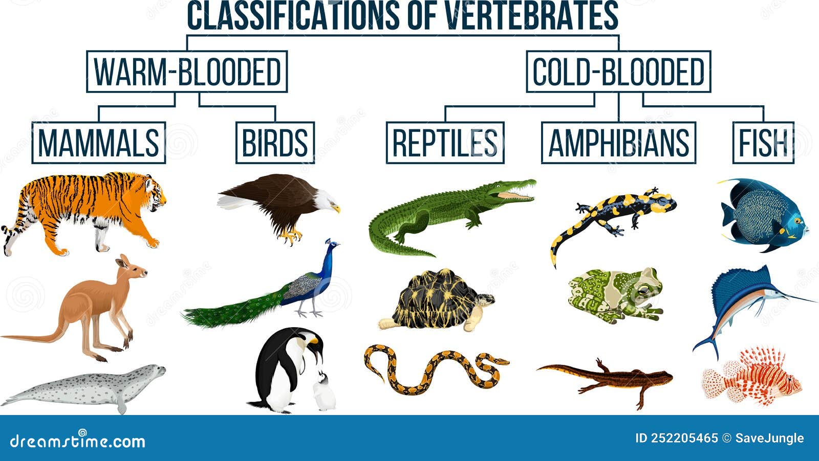 características dos mamíferos