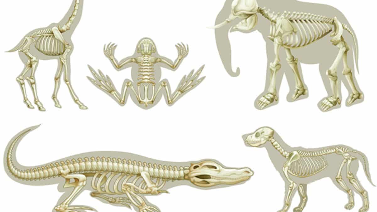 diferença entre vertebrados e invertebrados