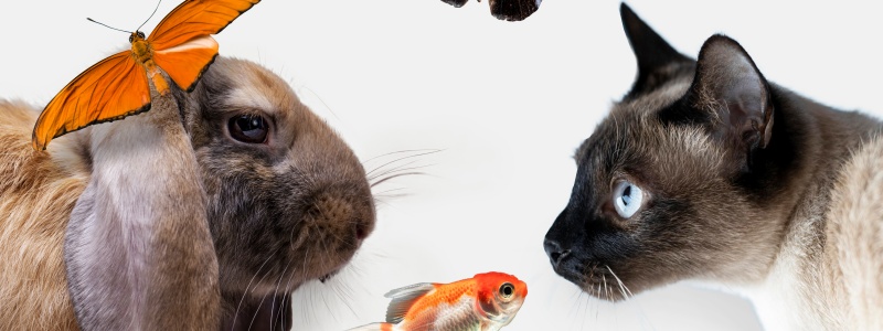 animais com coluna vertebral
