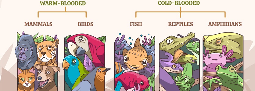 características dos peixes