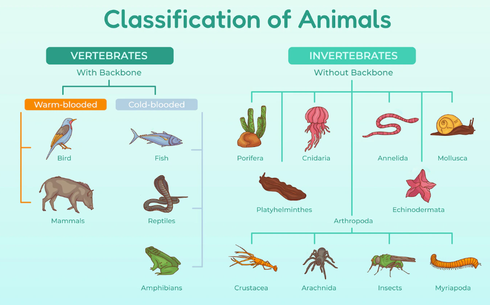 classificação dos animais vertebrados