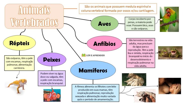 características dos répteis