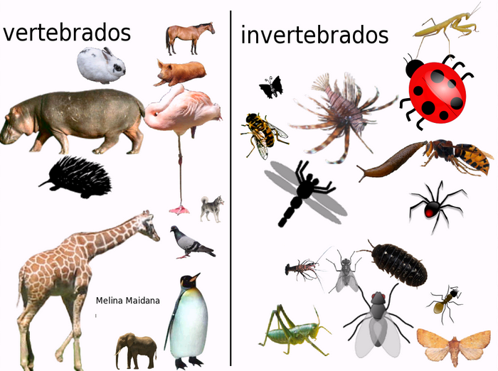 exemplos de animais vertebrados por grupo