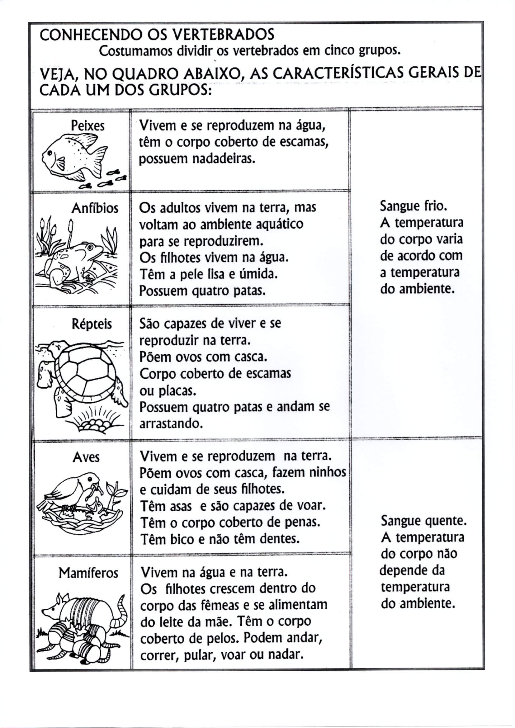 diferença entre vertebrados e invertebrados