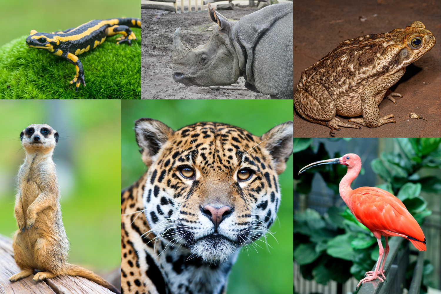animais com coluna vertebral