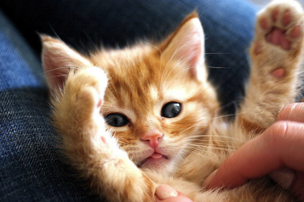 animais de estimação fofos