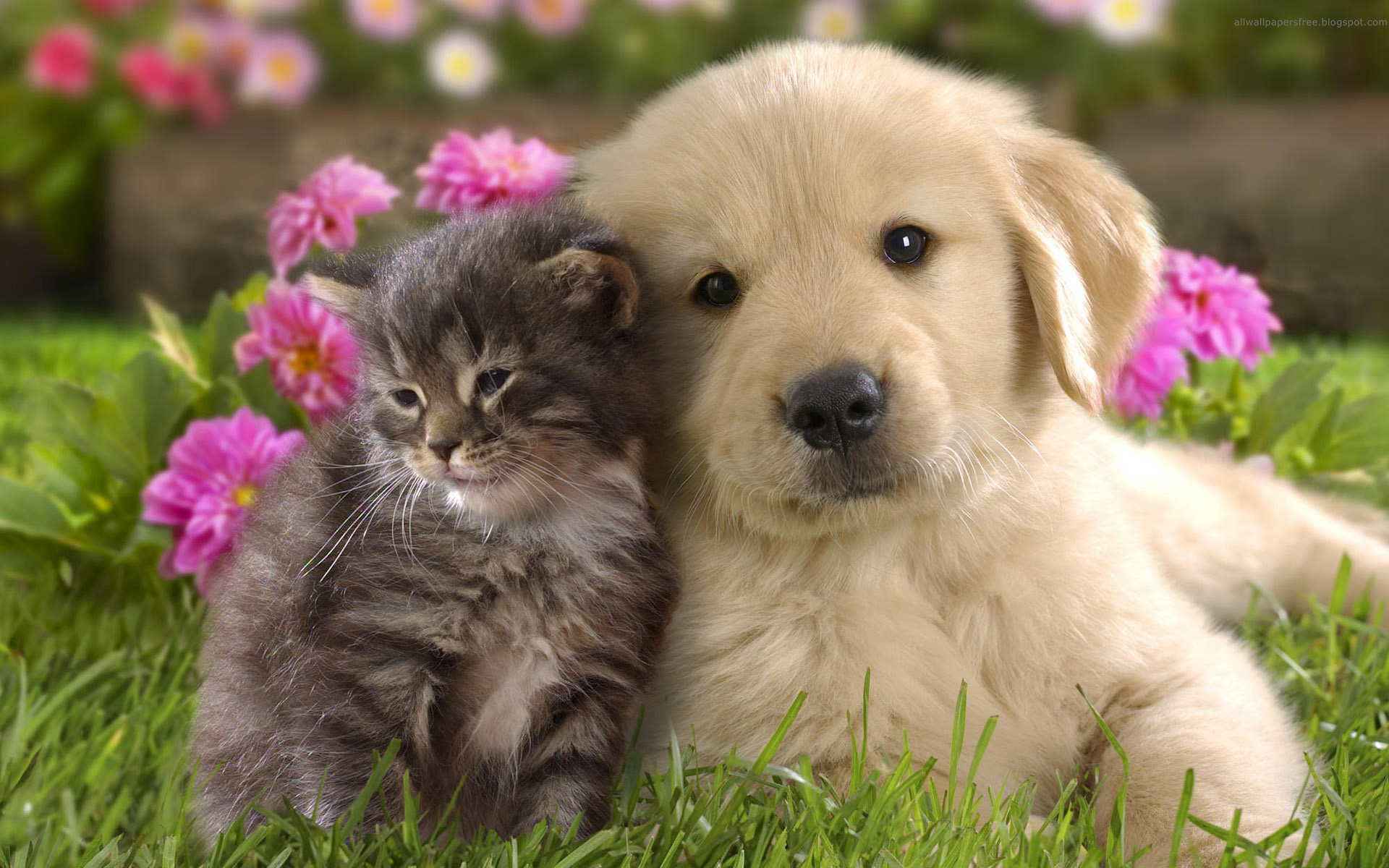 vídeos de animais fofos