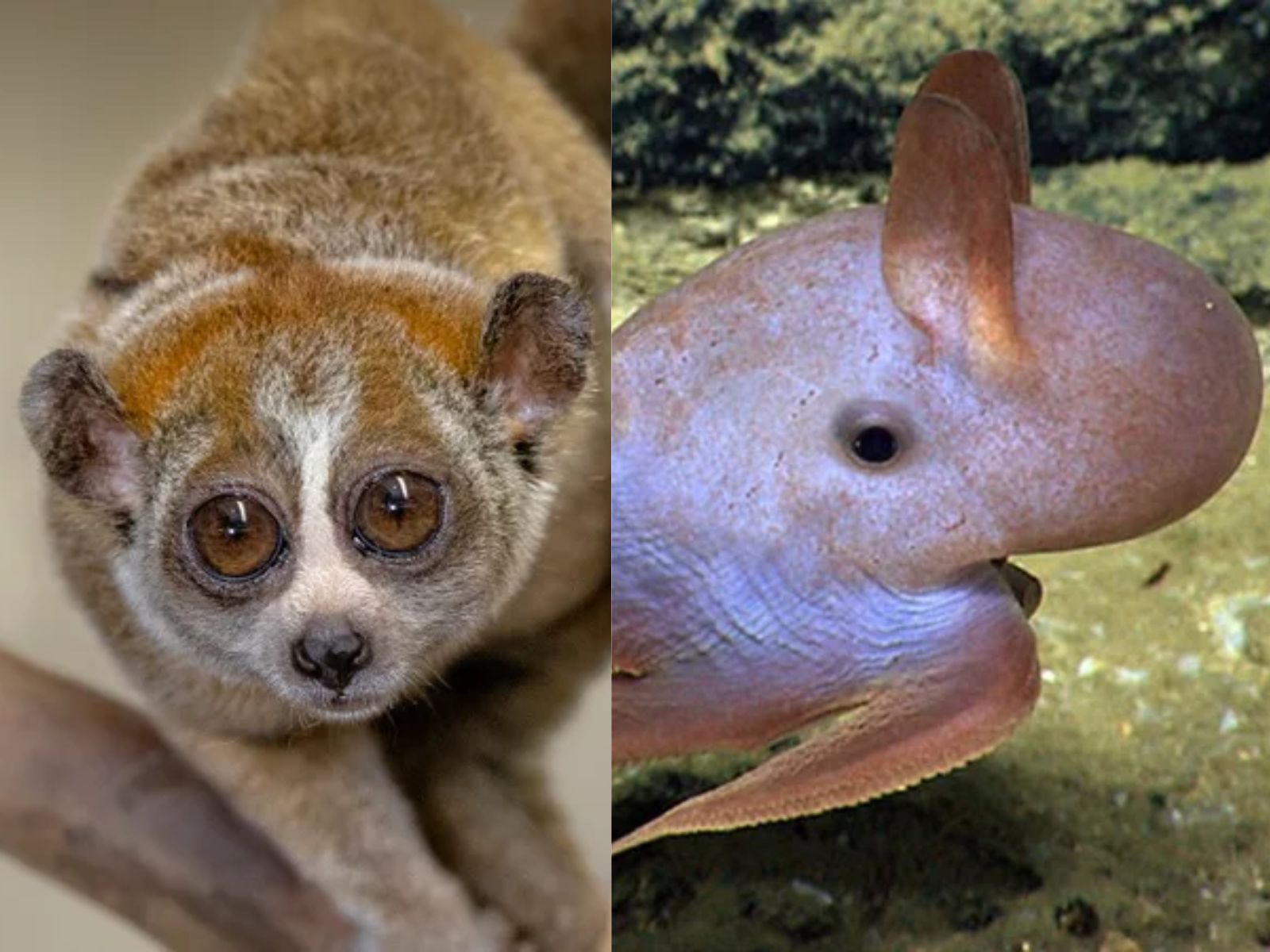fotos de animais bebês