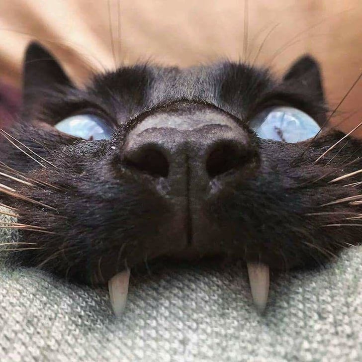animais pequenos e peludos