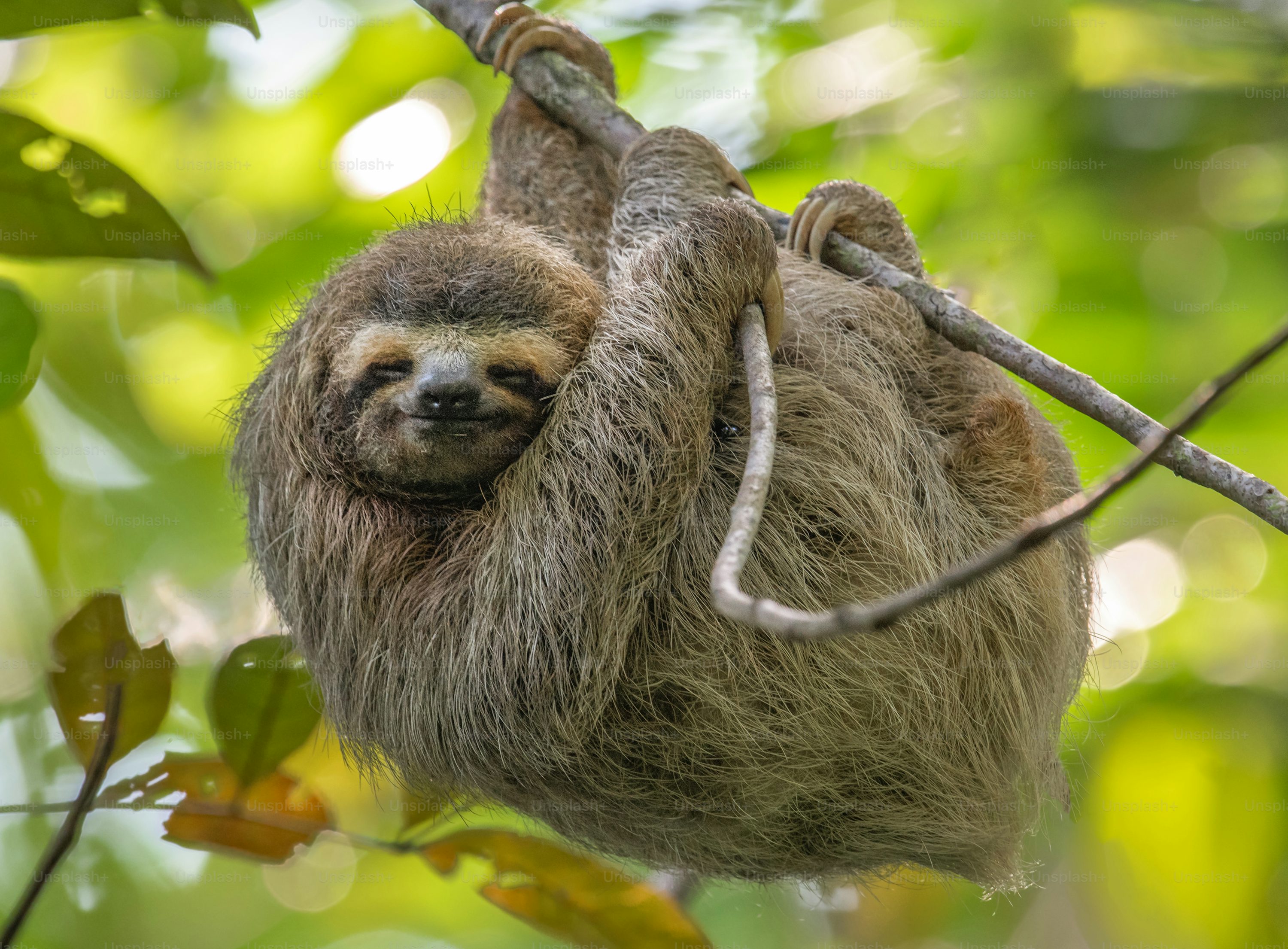 animais de estimação fofos