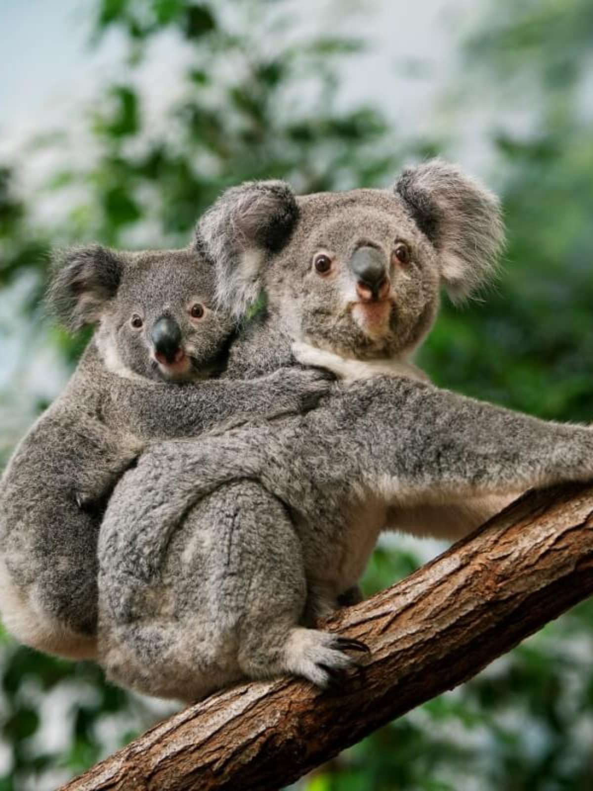 vídeos de animais fofos