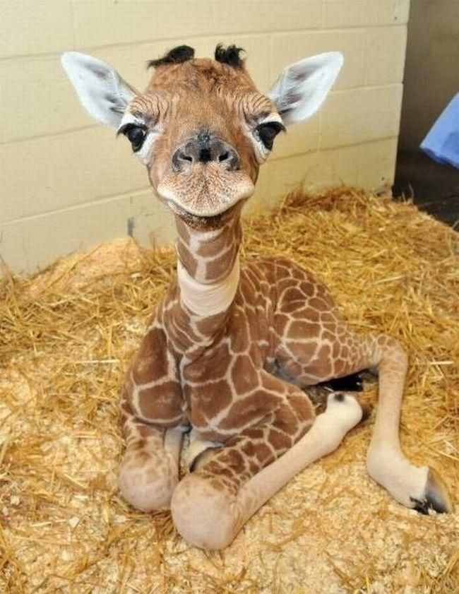 animais kawaii
