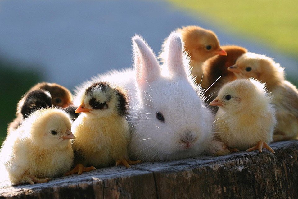 animais pequenos e peludos