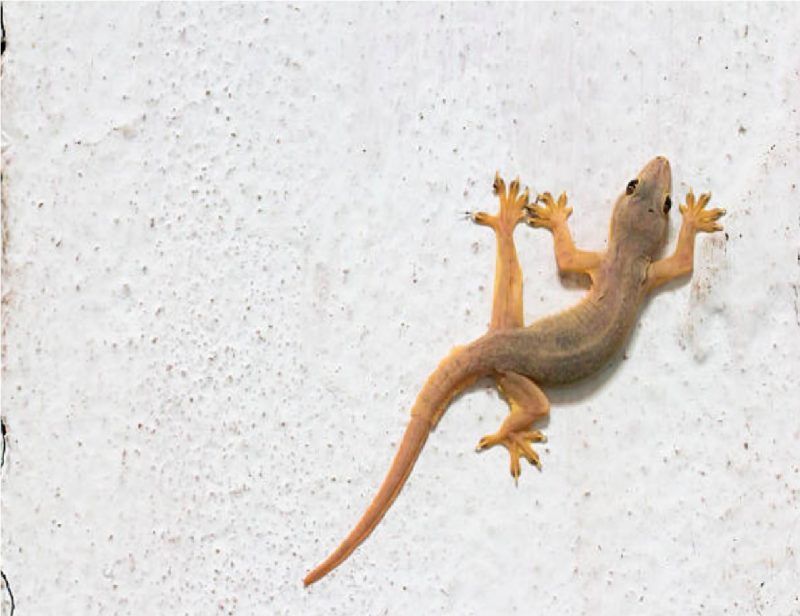 lagartixa dentro de casa é bom ou ruim