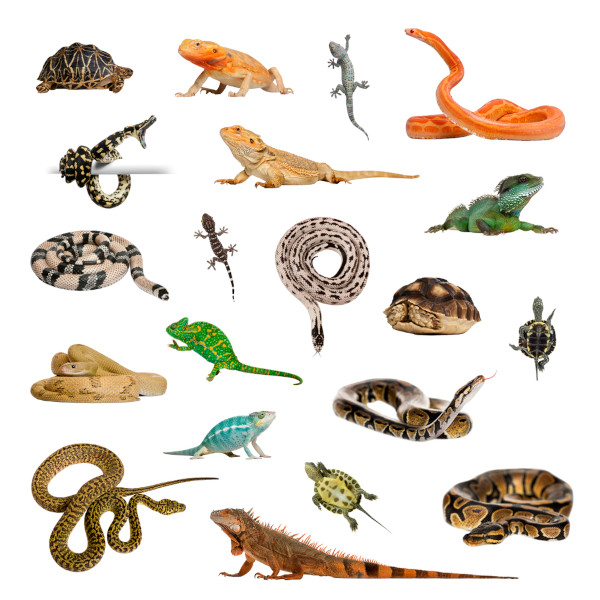 tipos de répteis
